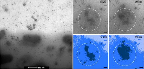 cancer cells with gold nanoparticles