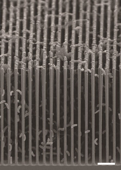 Cross-sectional SEM image of a nanowire/bacteria hybrid array