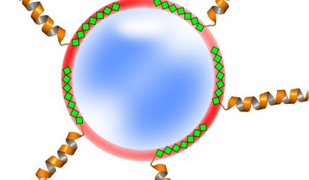 This image illustrates how proteins (copper-colored coils) modified with polyhistidine-tags (green diamonds) can be attached to nanoparticles (red circle)
