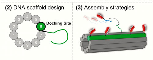 DNA nanotube