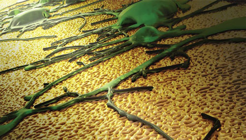 neuronal network growing on a novel nanotextured gold electrode coating