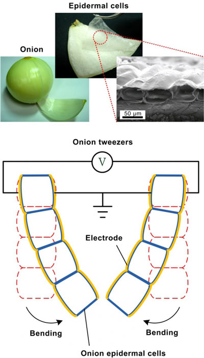 The concept of artificial muscle made from onion epidermal cell