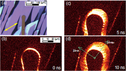 Polarized microscopy image of round-shaped Au electrode