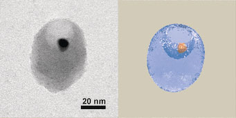Double Janus nanoparticles are transformed into purely inorganic, cup-shaped dynamic inclusion bodies for colloid design