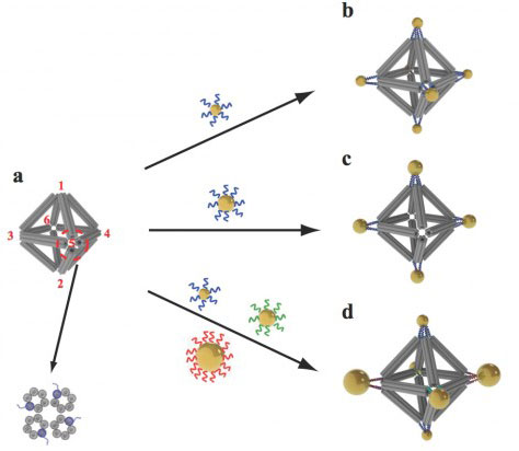 octahedrons using ropelike structures made of bundles of DNA double-helix molecules to form the frames