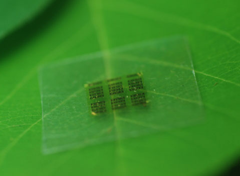 A cellulose nanofibril (CNF) computer chip rests on a leaf