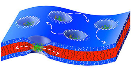 Natural channel proteins move sideways in a thick artificial membrane that condenses around the channel proteins