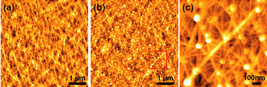 Atomic force microscope images of CNT transparent conductive film