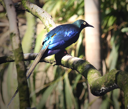 African Starling