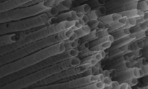 Scanning electron microscopy image of titania nanotubes