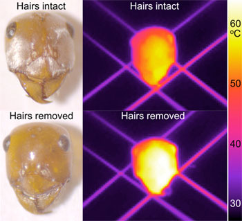 Thermodynamic figure comparing the temperature of ant head with and without hairs