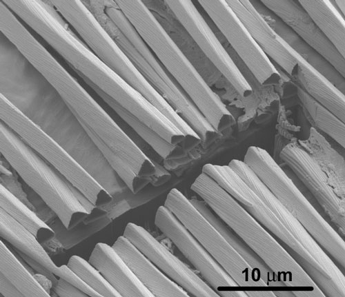 cross section of the hair of Saharan silver ants
