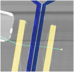 False color atomic force microscopy image of a silicon nanowire