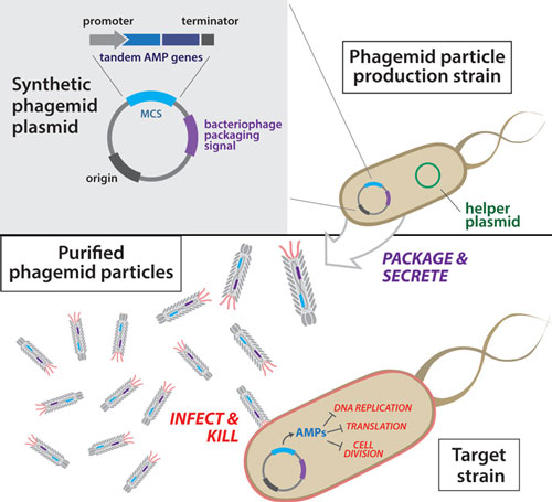 Overview of antibacterial phagemid construction