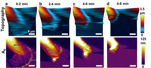 This sequence of atomic force microscope (AFM) images shows before and after effects of inhibiting the function of a key protein in breast cancer cells.