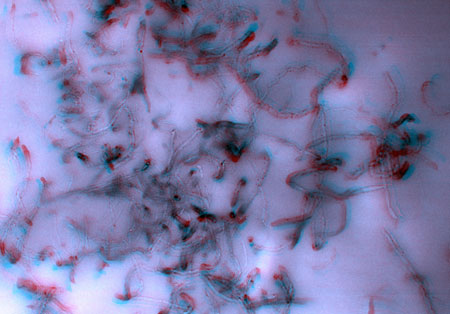 carbon nanotubes embedded in a polymer composite
