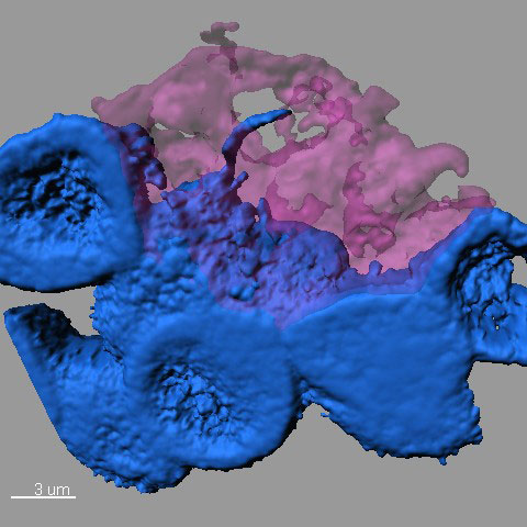 Confocal microscope image showing stem cells (blue) clustering around a hub in the stem cell niche (pink). One stem cell extends a nanotube into the hub