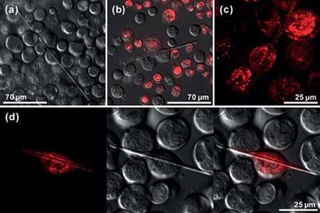 Morphology and intracellular localization of in vivo firefly luciferase crystals