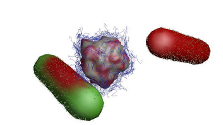 Environmentally benign nanobullet (center) attacks bacteria (left) and neutralizes it (right)