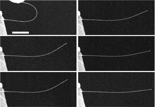 series of images of a nanowire exhibiting anelasticity