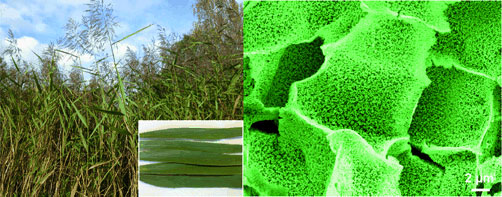 Silica structures in natural reed leaves can be exploited as electrode material
