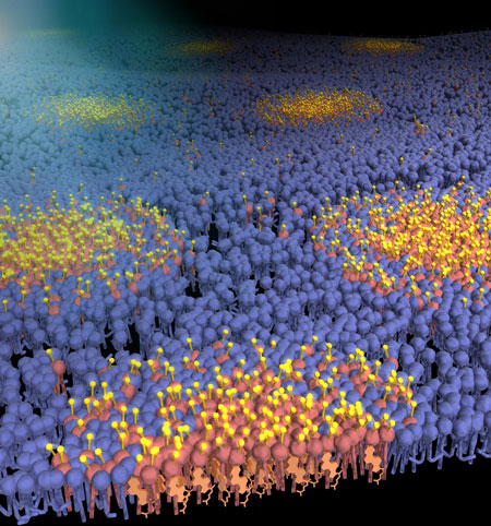 Artist’s rendering of the distribution of sphingomyelin (red spheres with yellow heads) in a lipid raft