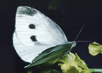 White butterfly (Pieris)
