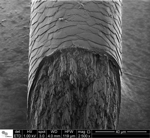 Electron Microscopy micrograph of human hair cross-section