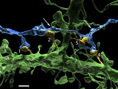 Multiple Synapses of the Same Axon Innervate Multiple Spines of the Same Postsynaptic Cell