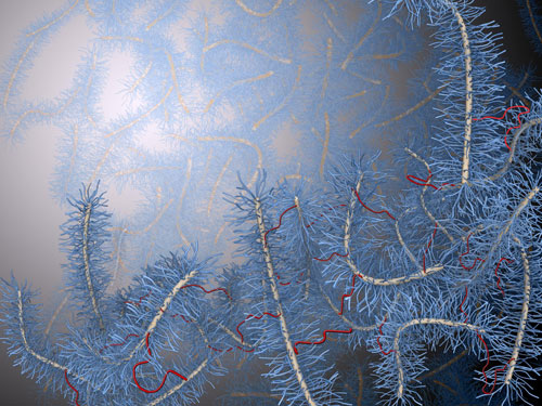 Bottlebrush Polymers