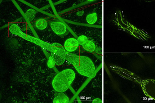 plant cells stretching within the artificial scaffold