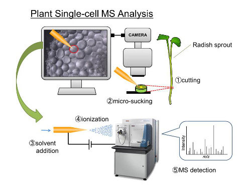 plant single-cell MS analysis