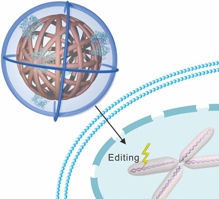 DNA 'Nanoclew' Delivers CRISPR-Cas9 Gene-Editing Tool Directly Into Cells