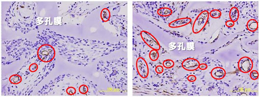 Rat tissues 7 days after subcutaneous implantation of porous films