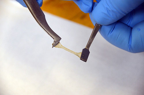 A squid ring teeth derived plastic being cut in two and self healing with water and pressure