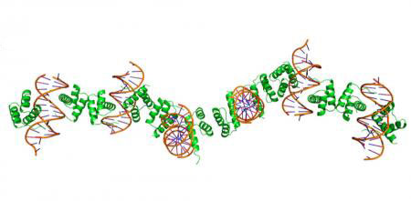 Co-crystal structure of protein-DNA nanowires