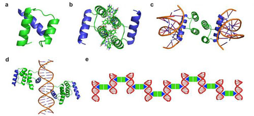 Design strategy of protein-DNA nanowires