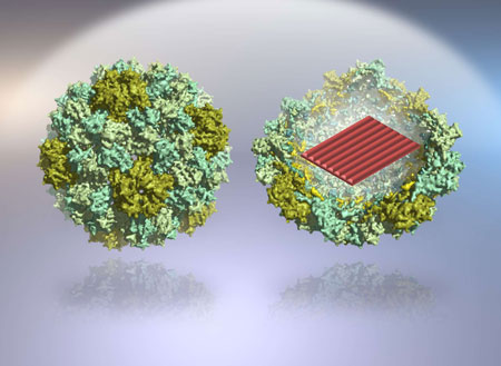 Virus-protein -coated DNA origami nanostructures