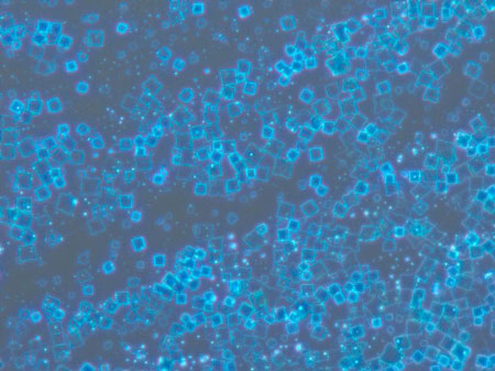 2-D Hybrid Perovskites