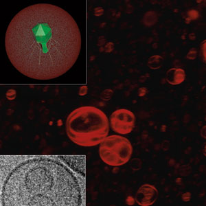 Encapsulated bacteriophages for enhanced oral phage therapy