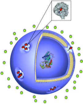 nanocompartment with closed protein gates (red)