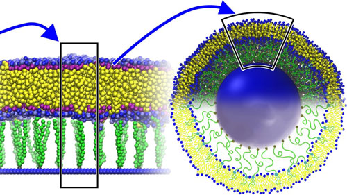 A liposome, stabilized by anchoring its membrane to a solid cord with polymeric tethers