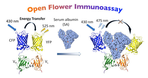 protein-based immunosenso