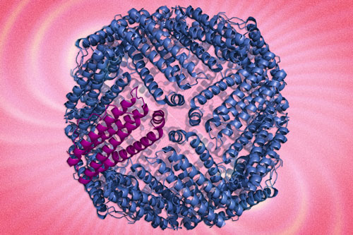 ferritin protein complex