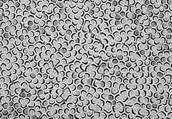 The tips of vertically aligned hollow polymer nanotubes poke out of a porous alumina template