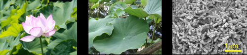 Lotus flower, lotus leaf and scanning-electron microscope image of lotus leaf