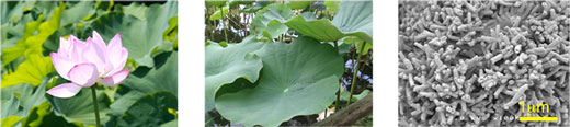 >Lotus flower, lotus leaf and scanning-electron microscope image of lotus leaf