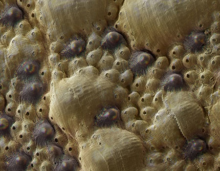 chiton’s shell surface with multiple small dark-pigmented eyes composed of aragonite