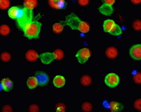 cancer cells