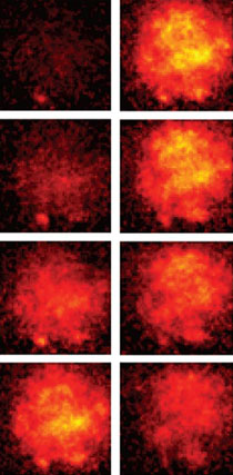 observing nerve pulses